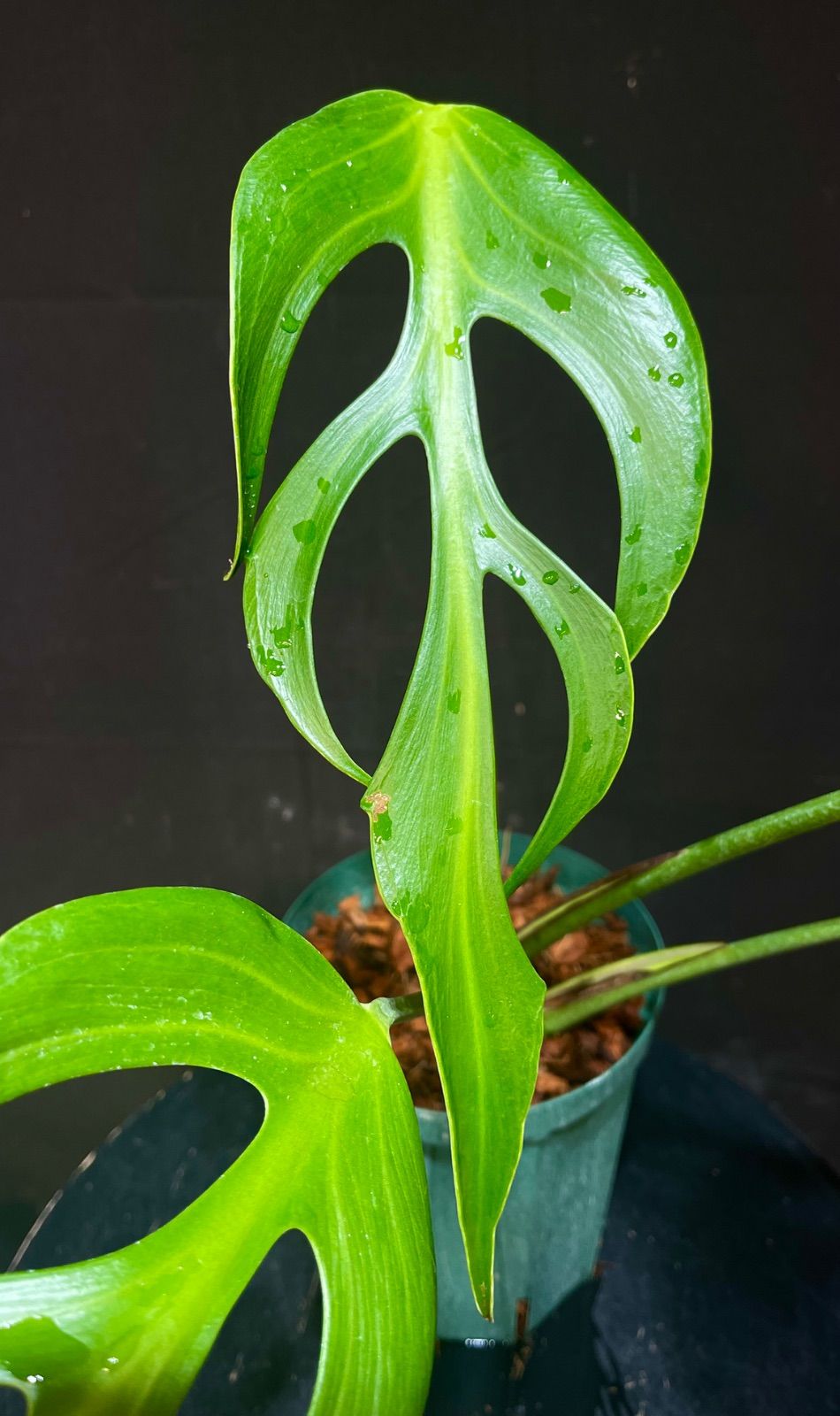 モンステラ バールマルクスフレーム - メルカリ