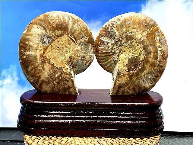 ☆貴重－アンモナイト縫合線オパール化石標本B89U3/134U61C - メルカリ