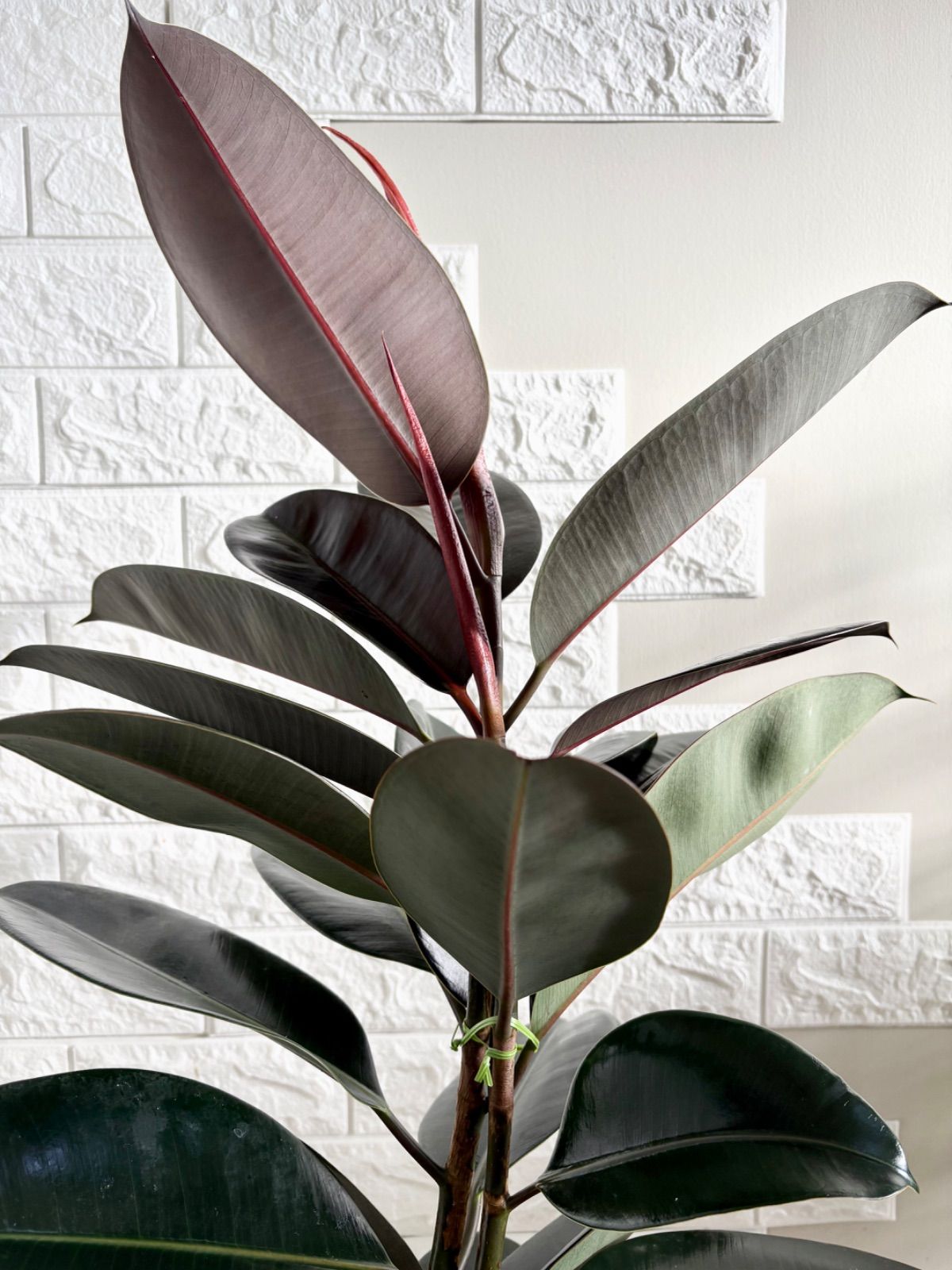 黒艶❗️フィカスバーガンディ⭐️3本立ち 観葉植物 - メルカリ