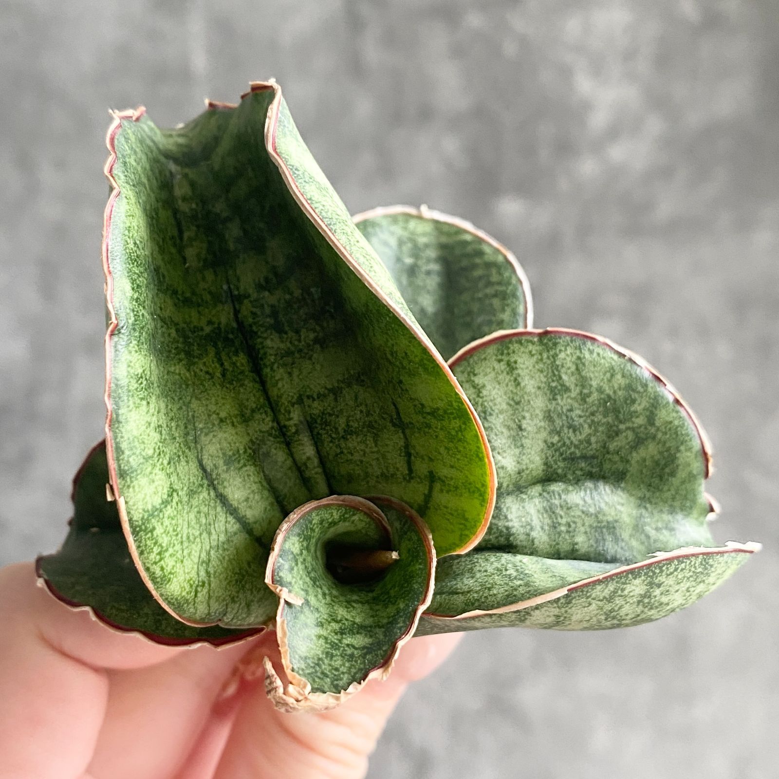 S13283 超希少！極上美株！サンスベリア ジンバブエ ( サンセベリア