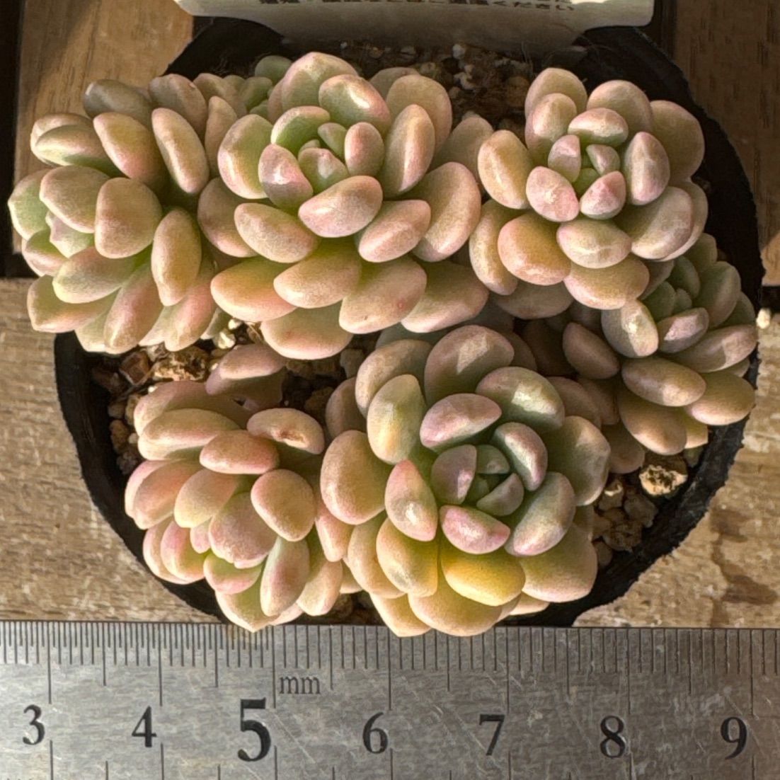 古都の葉さん苗❣️小桃いろは❣️札付き❗️多肉植物 ポットまま