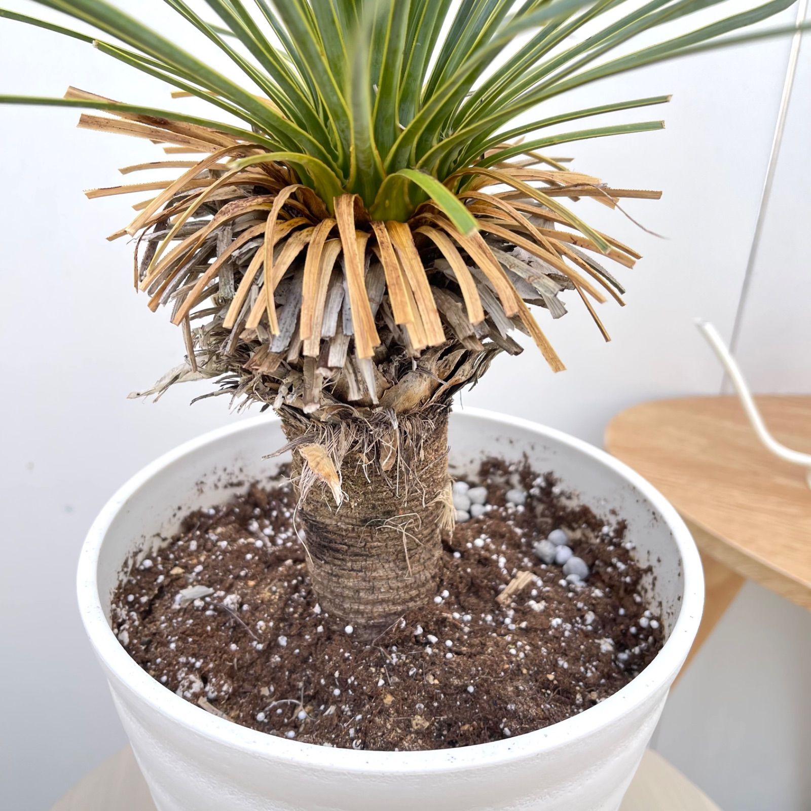 ユッカ ロストラータ 24【現品】 ☆希少☆ 観葉植物 7号 - メルカリ