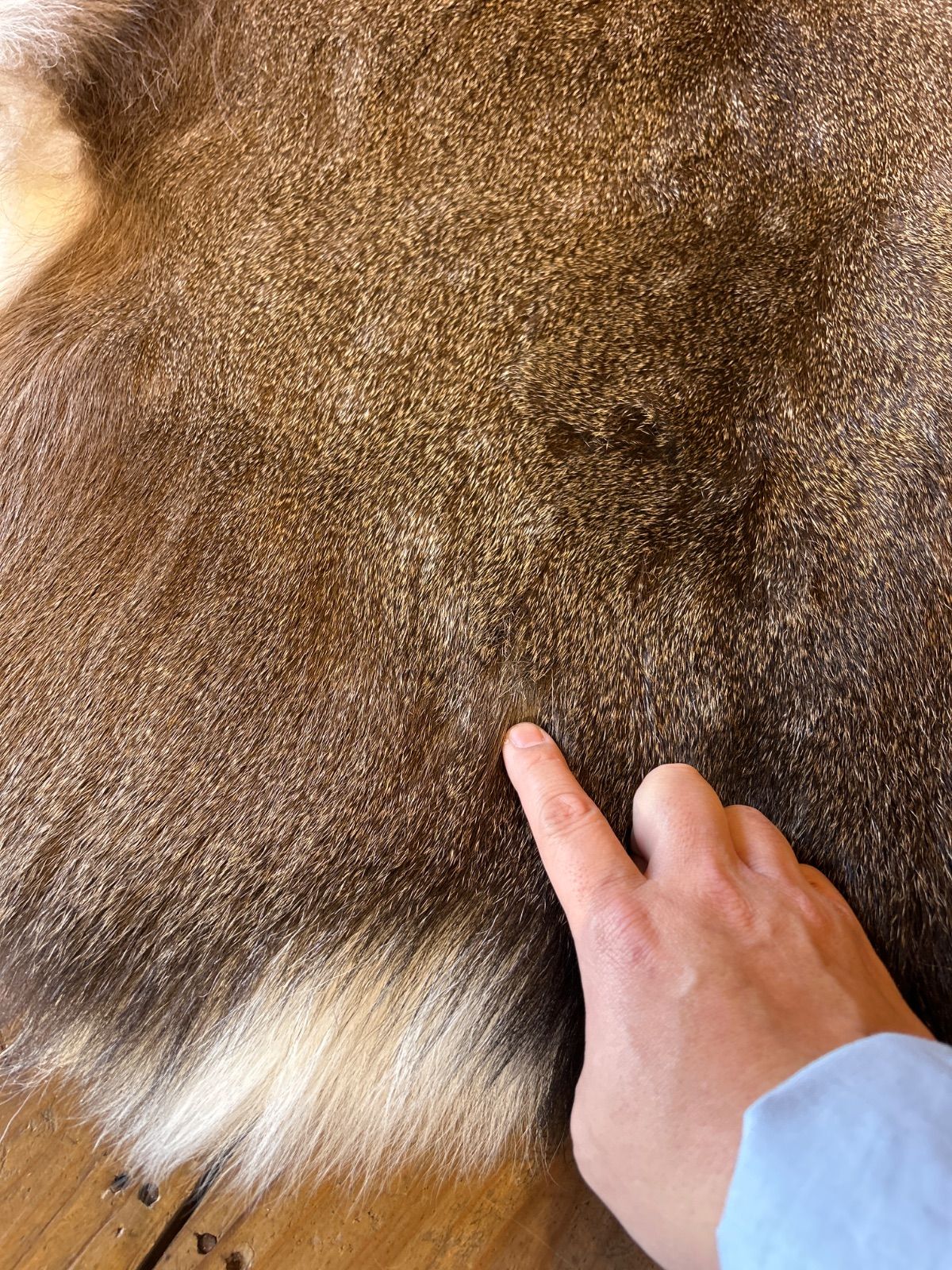 鹿の毛皮 ラグ敷物 毛革 鹿革 鹿13 ブッシュクラフト 野営 キャンプ