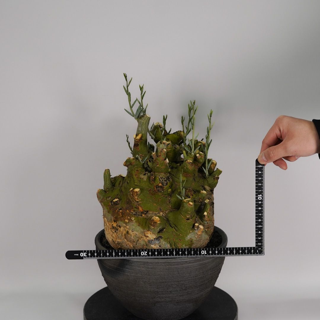 F41 アデニア ペチュエリー Adenia pechuelii ナミビア産 発根済み