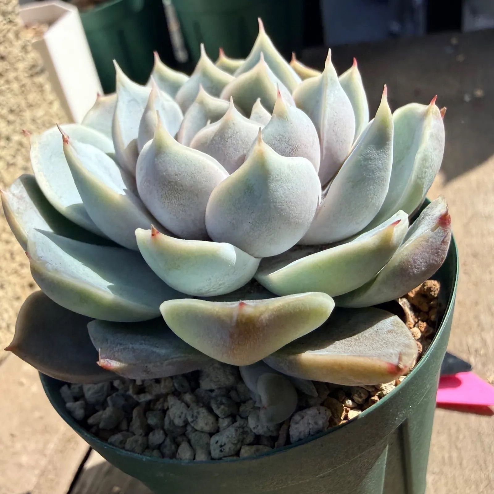 スノーバニー *̣̩⋆̩多肉植物・エケベリア*̣̩⋆̩ - メルカリ