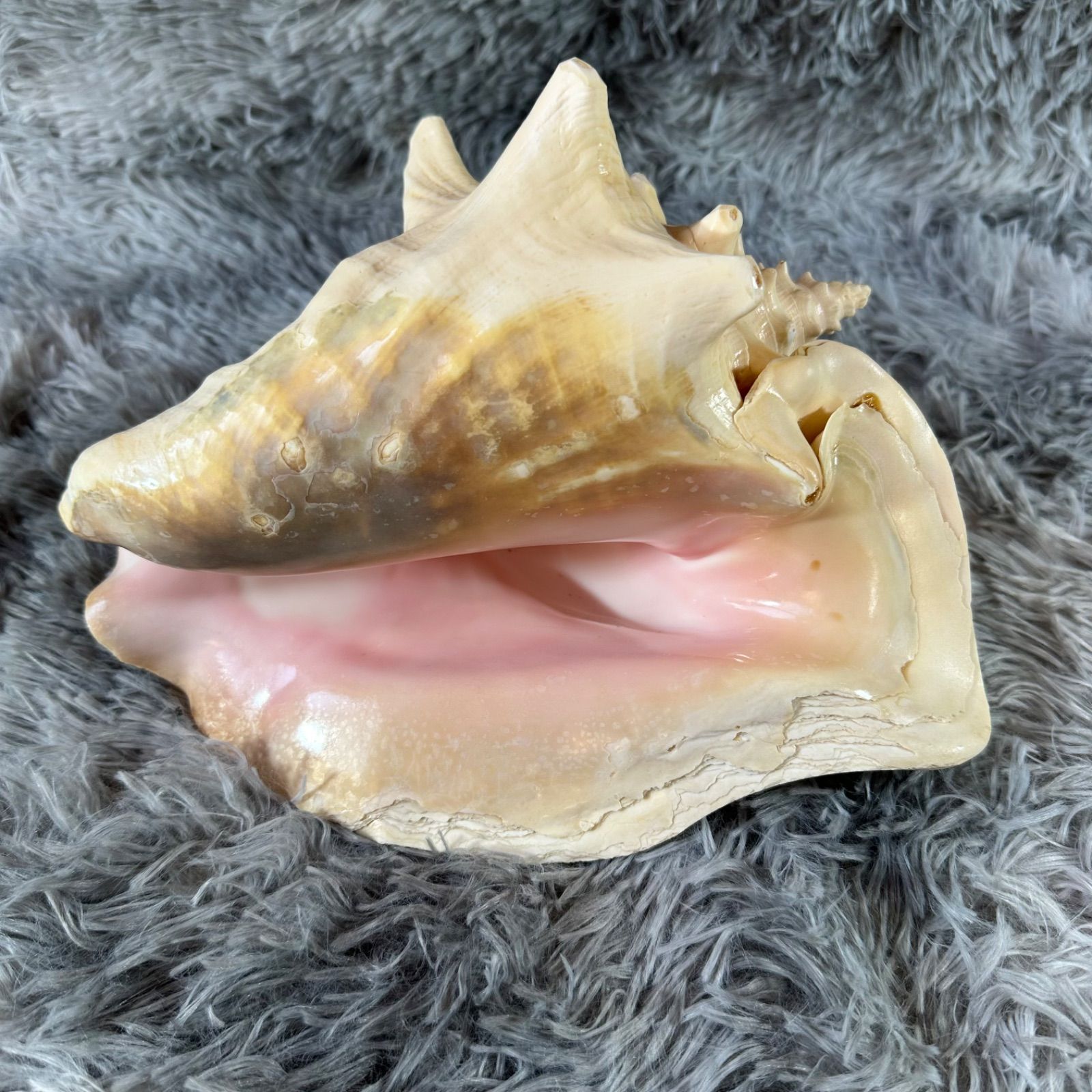 クイーンコンクシェル・母貝、貝殻 YS26B-130 - メルカリ