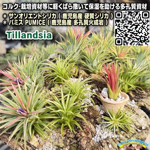 現品＊ 低温下で紅葉進行中＊ チランジア イオナンタ バンハイニンギー