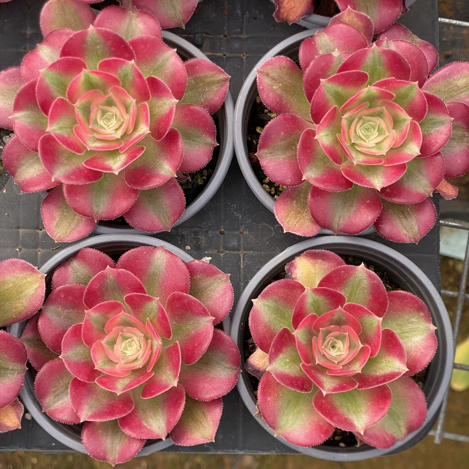 XY283×10株 ピンニュージャ 抜き苗 多肉植物 アエオニウム エケベリア