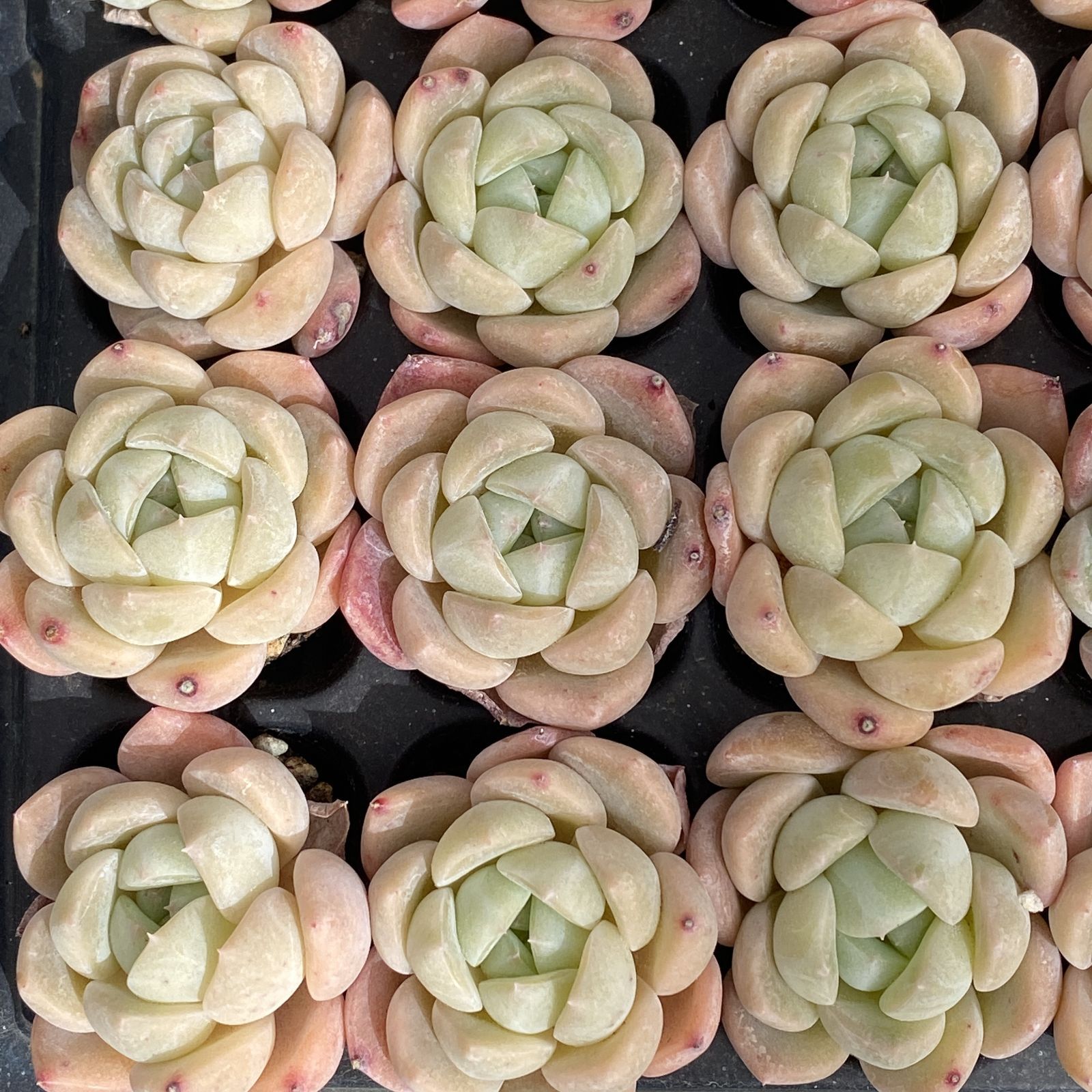 XY294×16苗 コハク 土付き 多肉植物 アエオニウム エケベリア サボテン