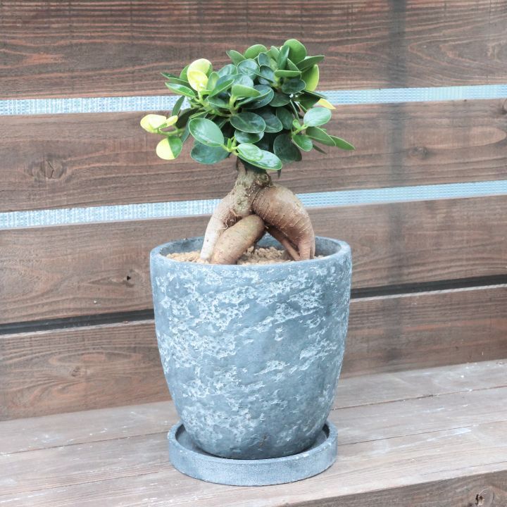 観葉植物 斑入り パンダガジュマル ドワーフ (コパンダガジュマル