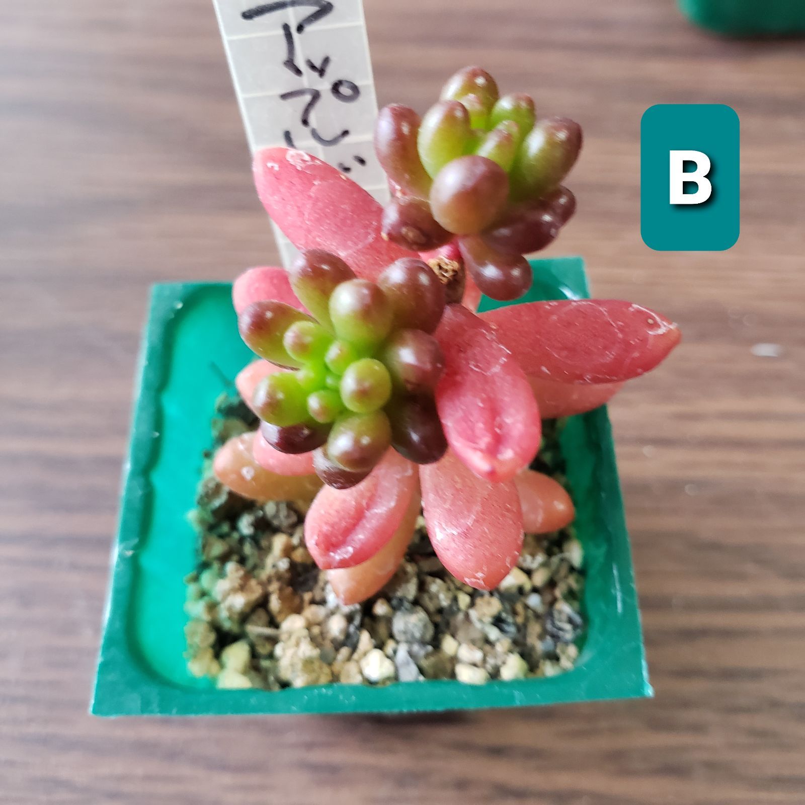 多肉植物 セダム アップルベリー 抜き苗 - メルカリ