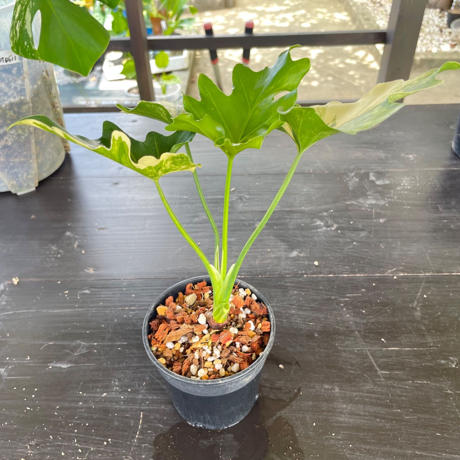 極斑】フィロデンドロン セローム 斑入り Philodendron Selloum