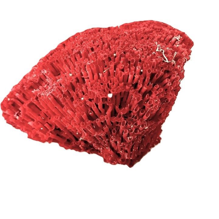 サンゴ 置物 サンゴ礁 珊瑚礁 パイプオルガン珊瑚 珊瑚 サンゴ 赤珊瑚