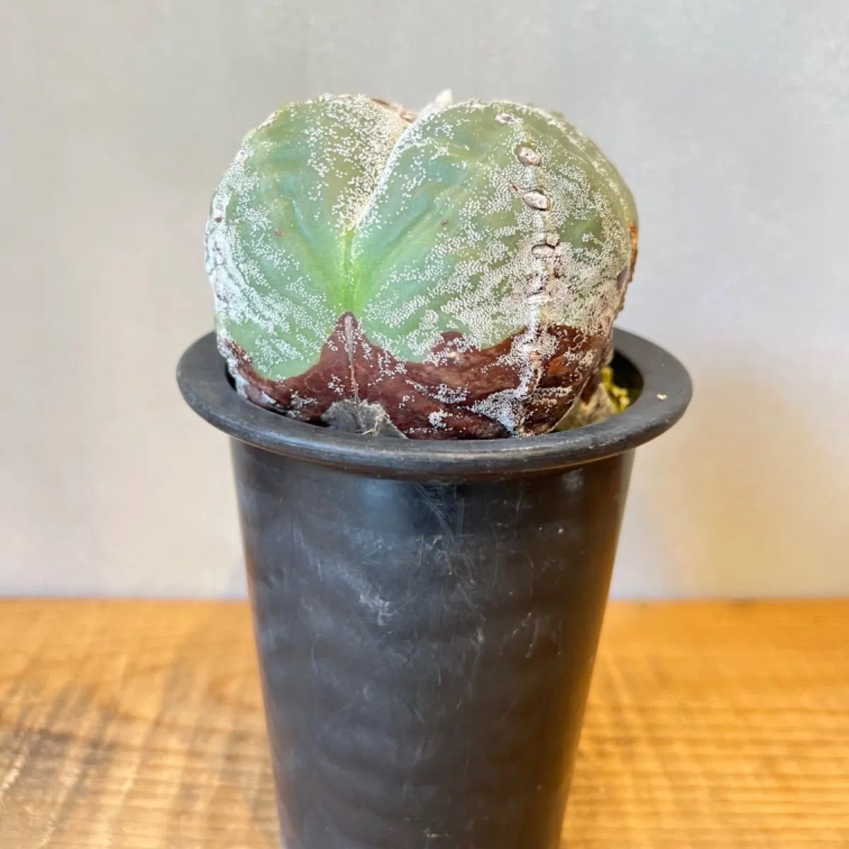 四角ランポー玉 アストロフィツム 鸞鳳玉 - メルカリ