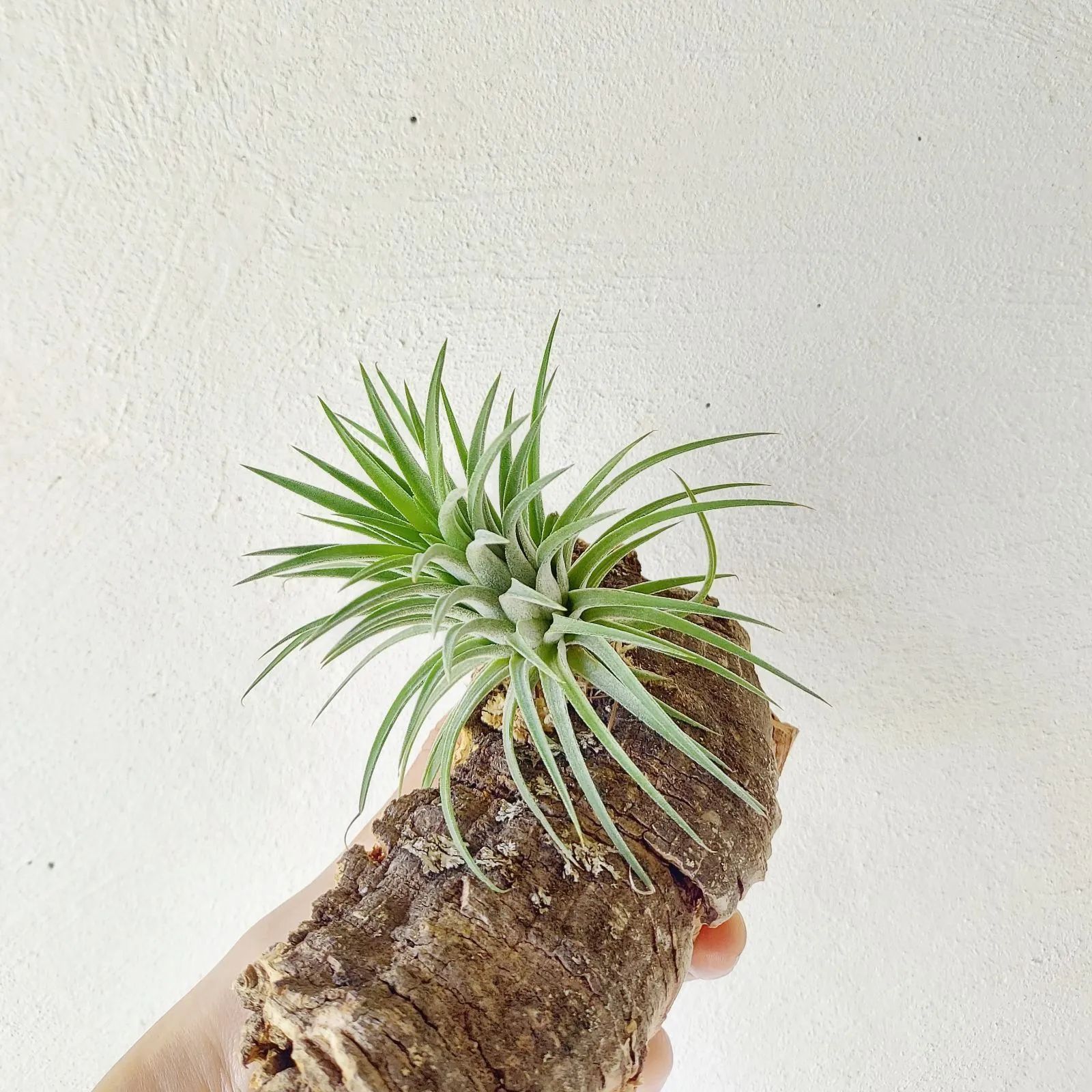エアプランツ チランジア イオナンタ コルク 着生植物 インテリア 送料
