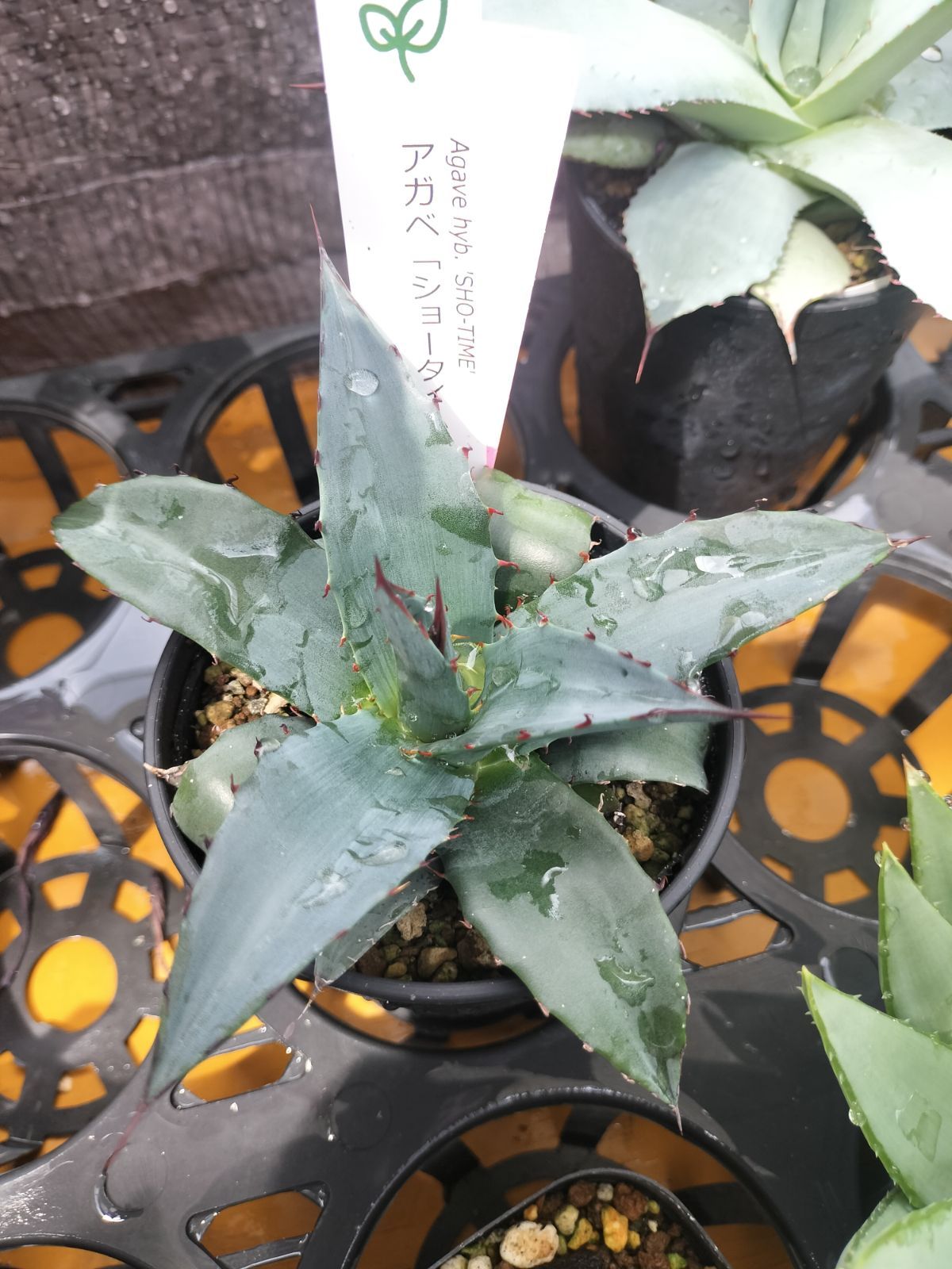 アガベ・ショータイム - メルカリ