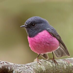 ピンクロビン ぬいぐるみ - メルカリ