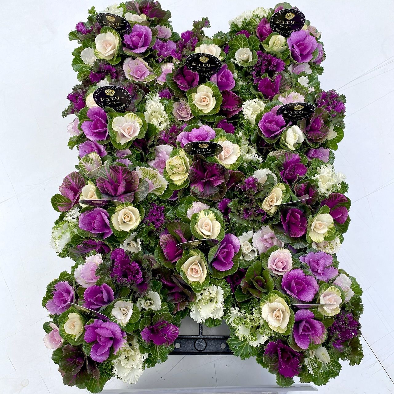 マイクロ葉牡丹72株セット【匿名配送】【観葉植物】【寄せ植え