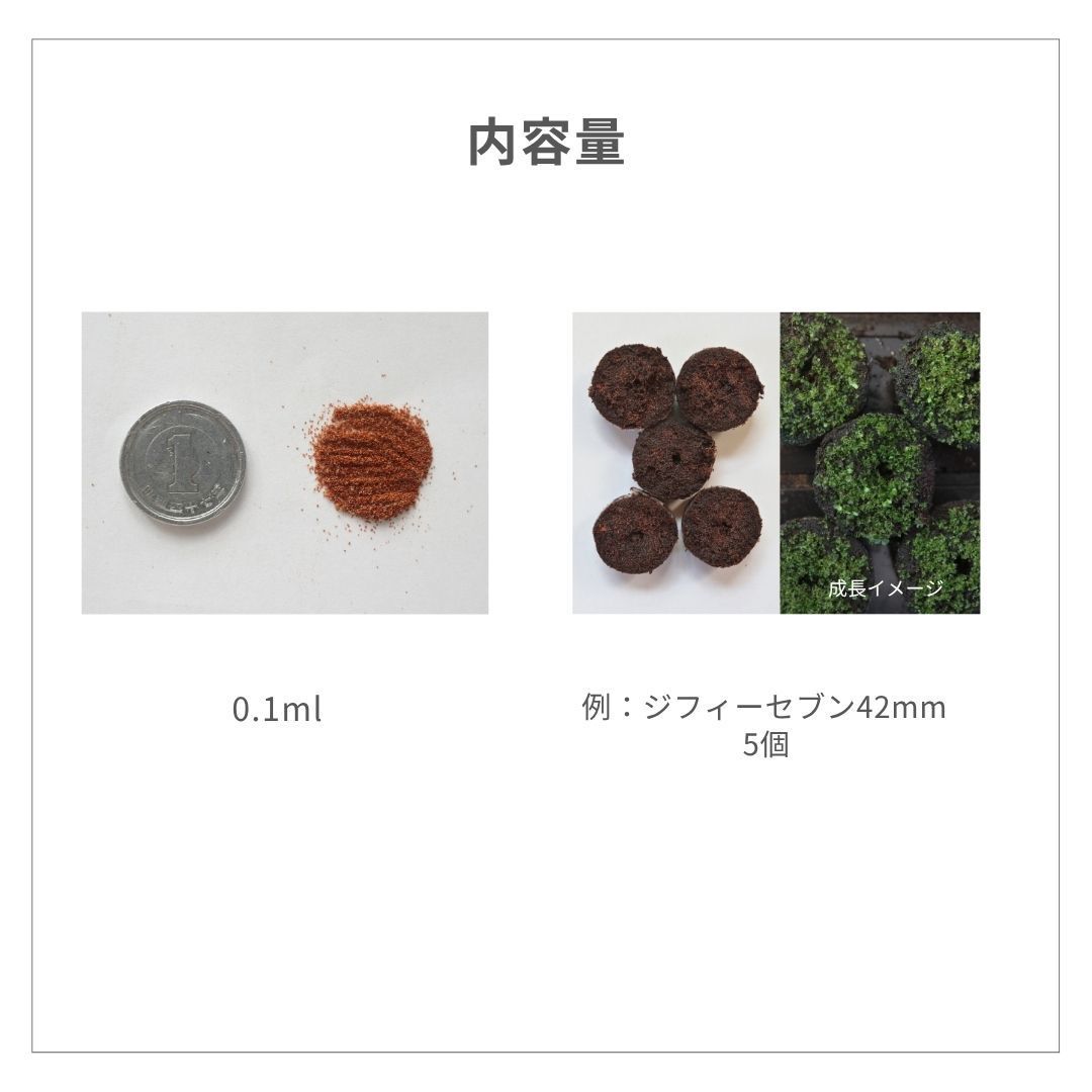 胞子] Ginka ギンカ 銀華 ビカクシダ - メルカリ