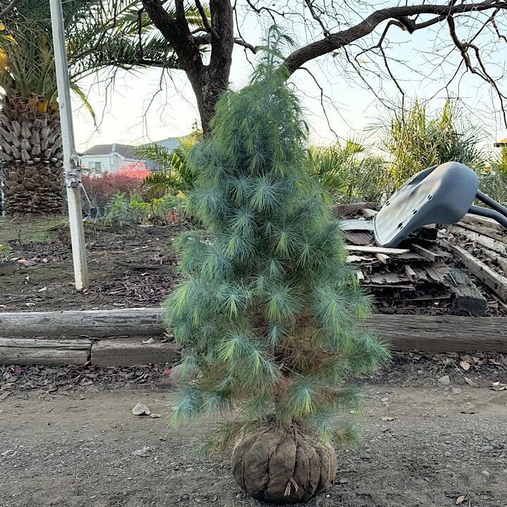 希少】ピニョン松 マルチネスピニョンマツ ピニョンマツ - メルカリ