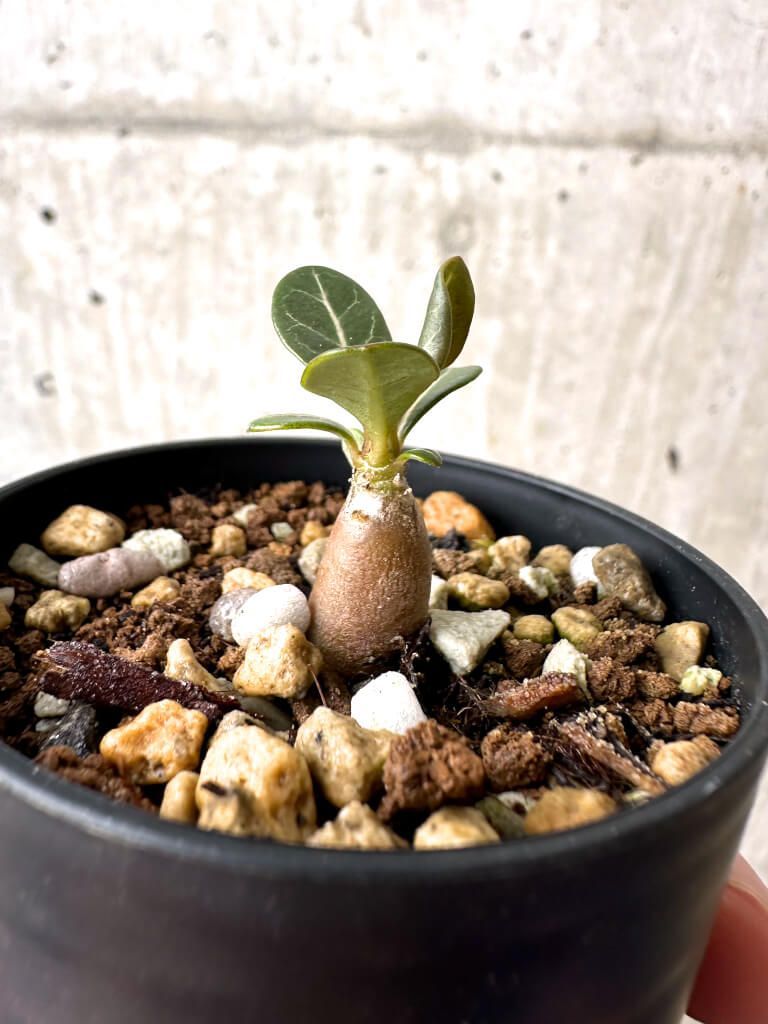 激レア/ドワーフ/超極太/塊根】アデニウム アラビカムV2ハック鉢植えX