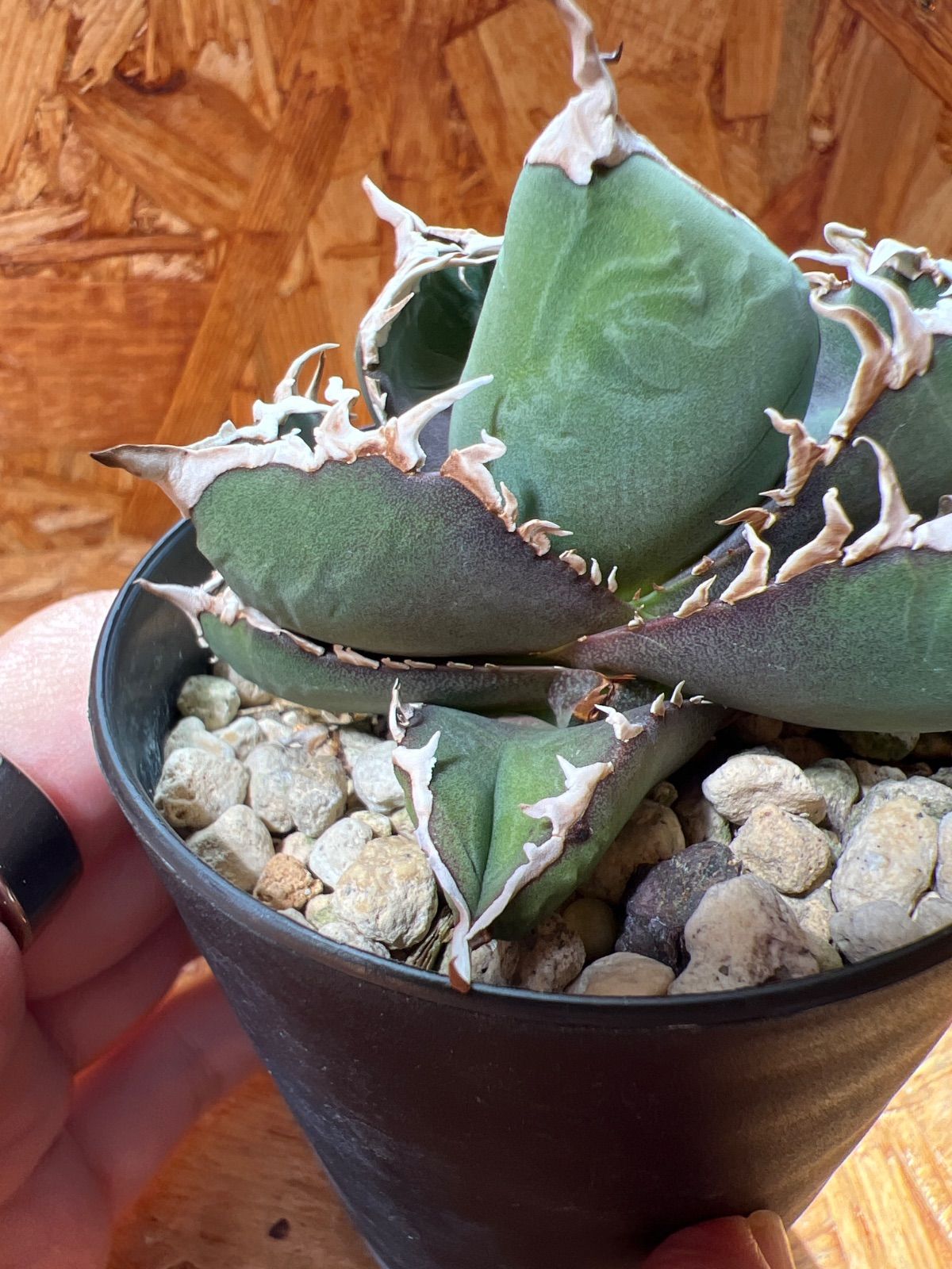 包心龍 lize血統 子株つき - メルカリ