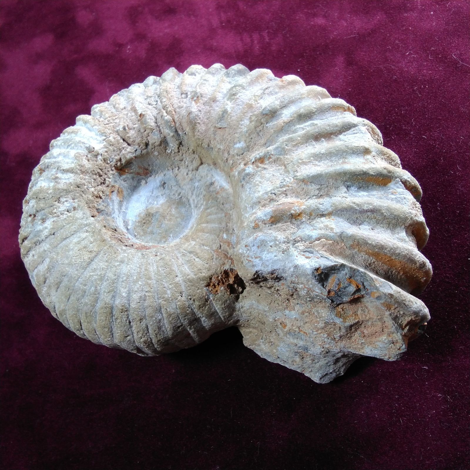 モロッコ産アンモナイト化石】 - メルカリ