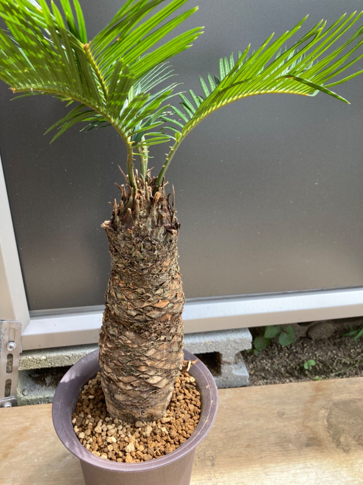 蘇轍 ソテツ 幹高1700引き取り限定 蘇轍 ソテツ 幹高1700引き取り限定