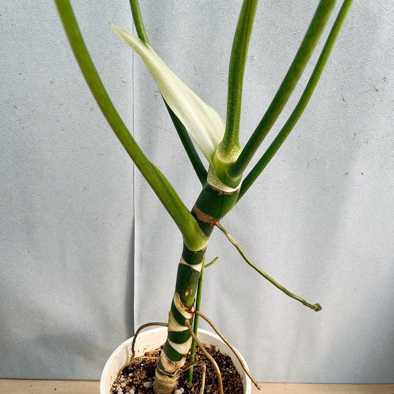 在庫］【希少】☆珍しい☆ フィロデンドロン ワルセウィッチー 8号