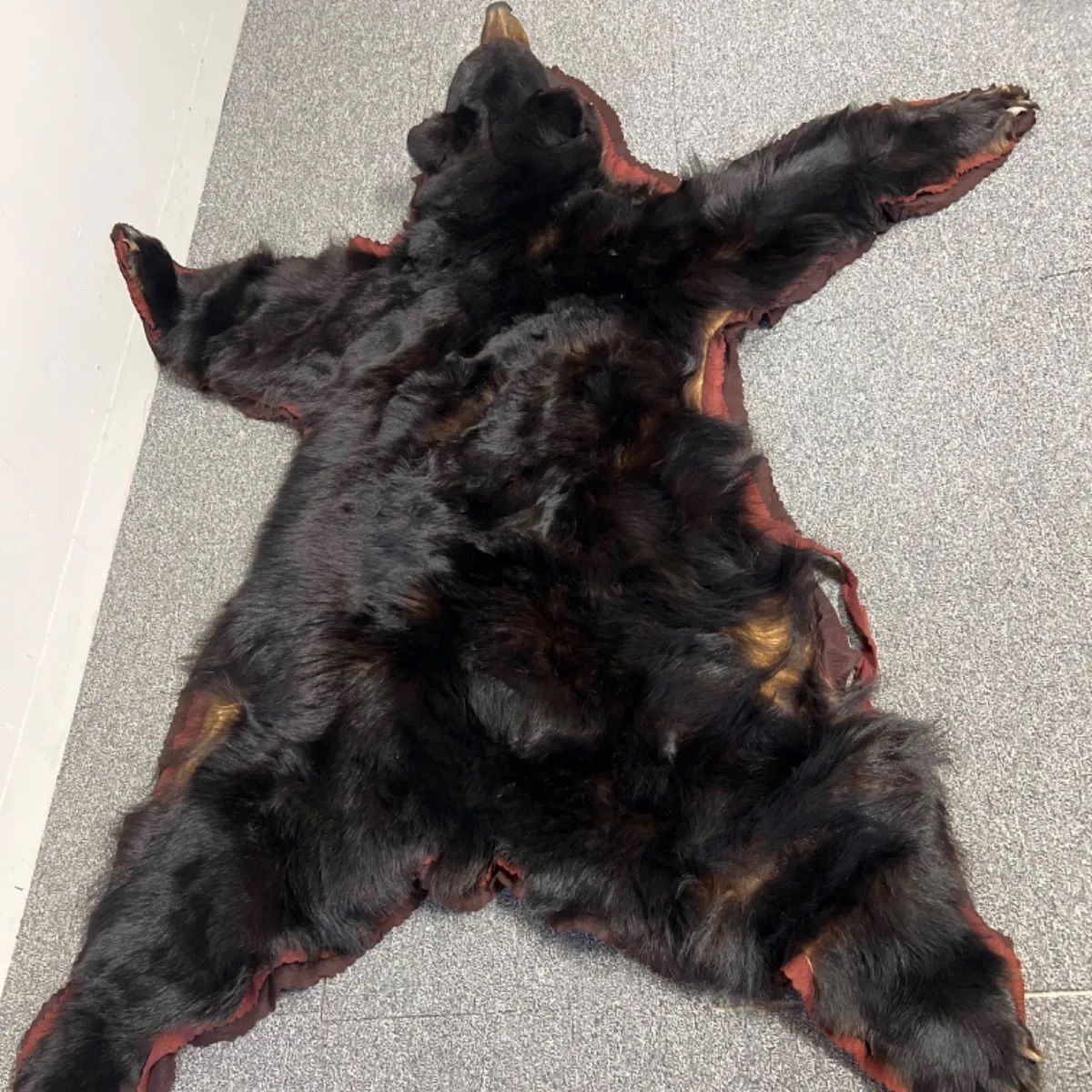 ヒグマ 熊 黒毛 剥製 毛皮 絨毯 AR1207 熊 毛皮 絨毯 剥製 ラグ マット
