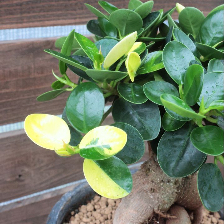 観葉植物 斑入り パンダガジュマル ドワーフ (コパンダガジュマル