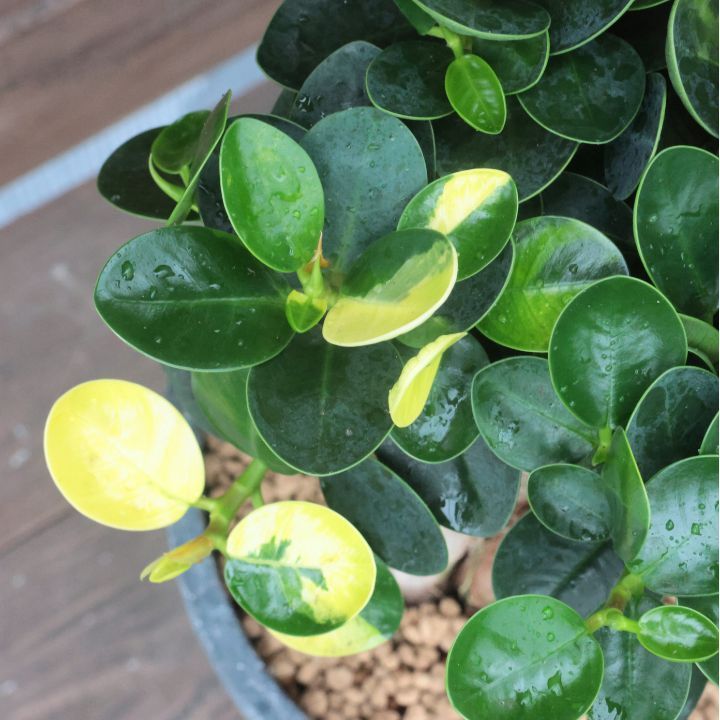 観葉植物 斑入り パンダガジュマル ドワーフ (コパンダガジュマル