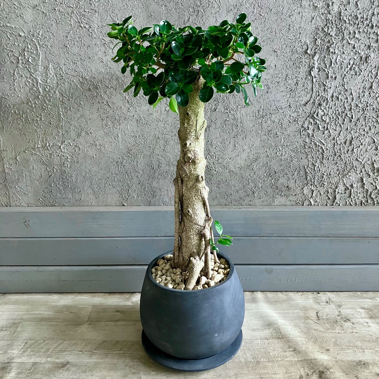 パンダガジュマル 斑入り 7号リン鉢 パンダガジュマル 斑入り 希少 7号