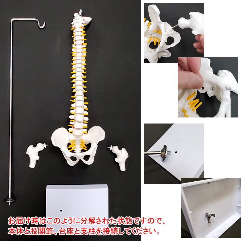 人体模型 脊椎骨盤模型 骨脊椎 せきつい 股関節あり45cm 1/2サイズ