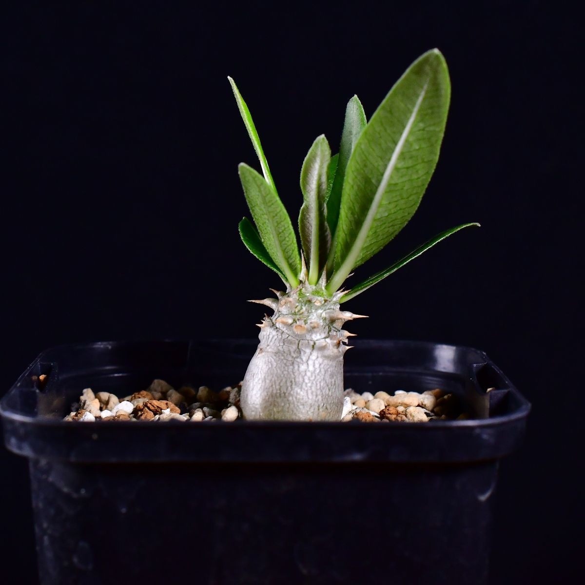 3V7 実生 パキポディウム・レウコキサンツム 恵比寿笑 Pachypodium