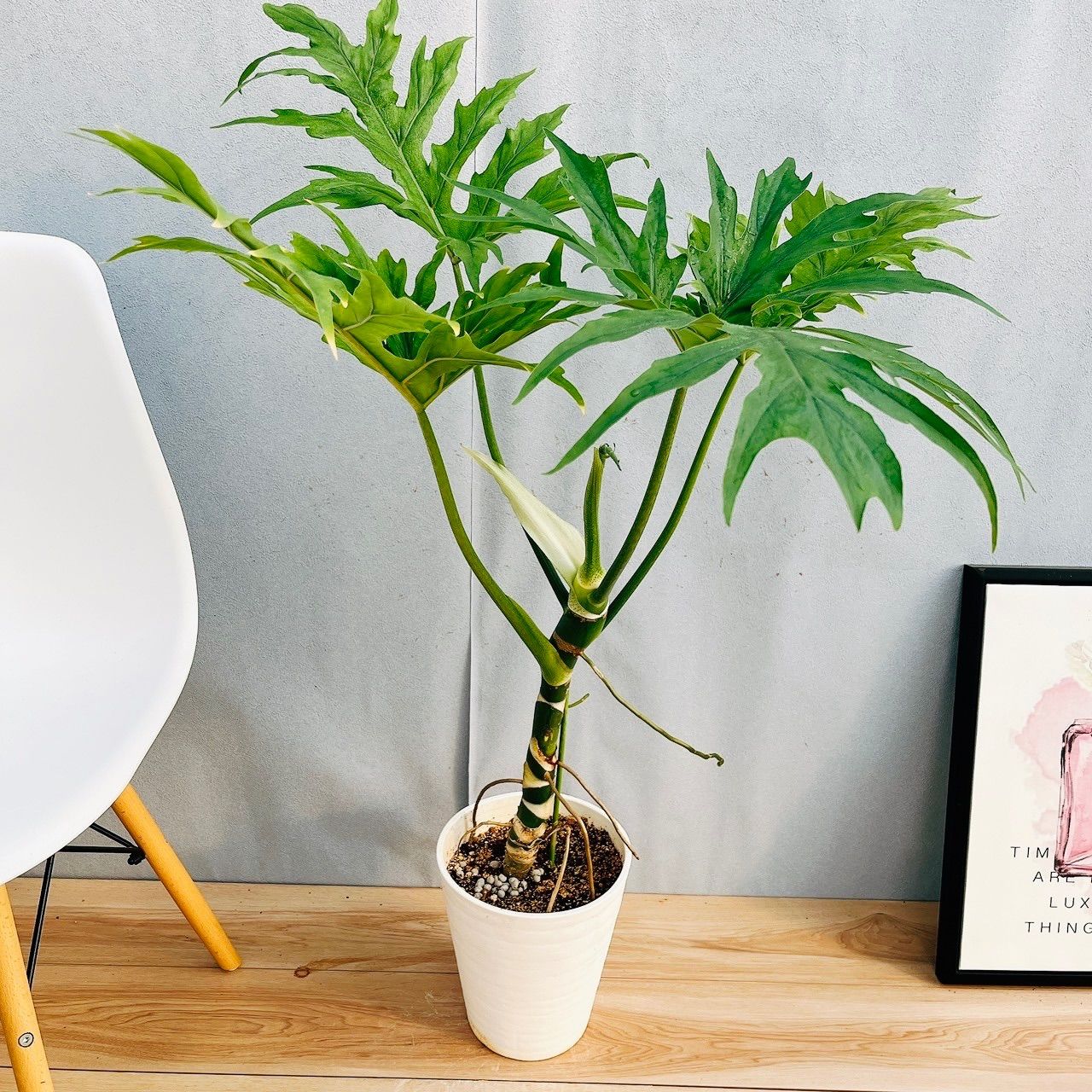 在庫］【希少】☆珍しい☆ フィロデンドロン ワルセウィッチー 8号