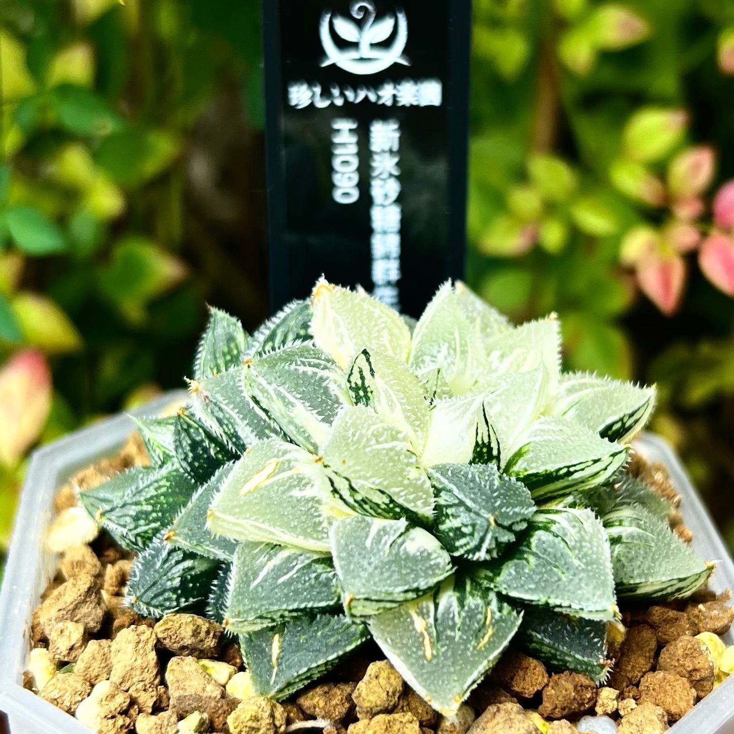 新氷砂糖錦群生 H1090 ハオルチア - メルカリ