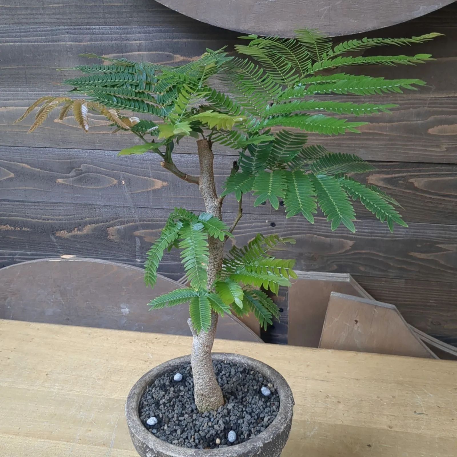 エバーフレッシュ 実生【幹太】 室内の観葉植物に 鉢のまま発送 C