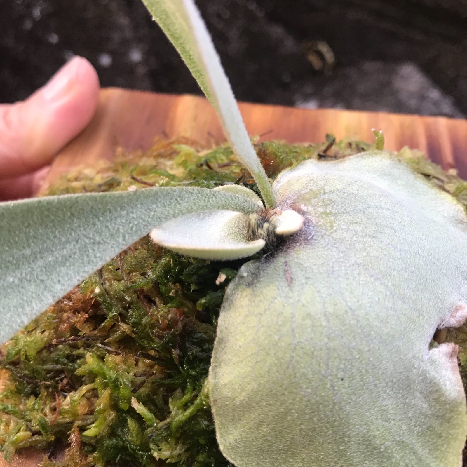 P.WhiteHawk ホワイトホーク ビカクシダ - メルカリ