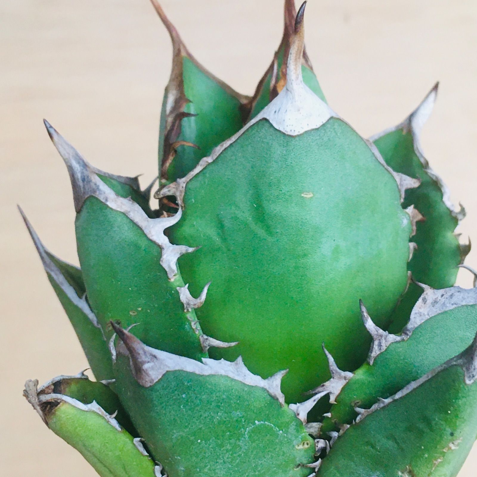 超高騰品種】姫厳竜 × スーパーボール hyb 特厚短葉強棘 アガベ