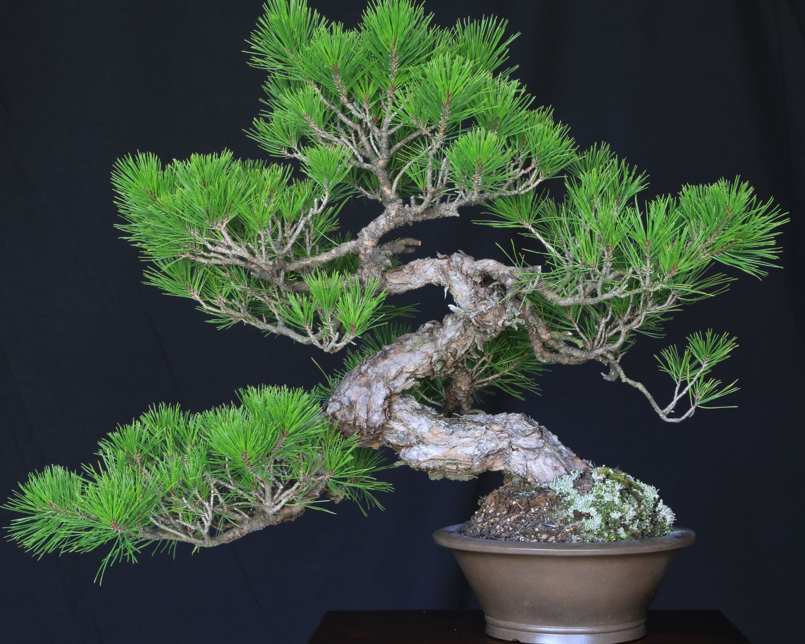 山採り赤松 模様木 中品盆栽【泰寿園 Online】現品 一点物 赤松 松