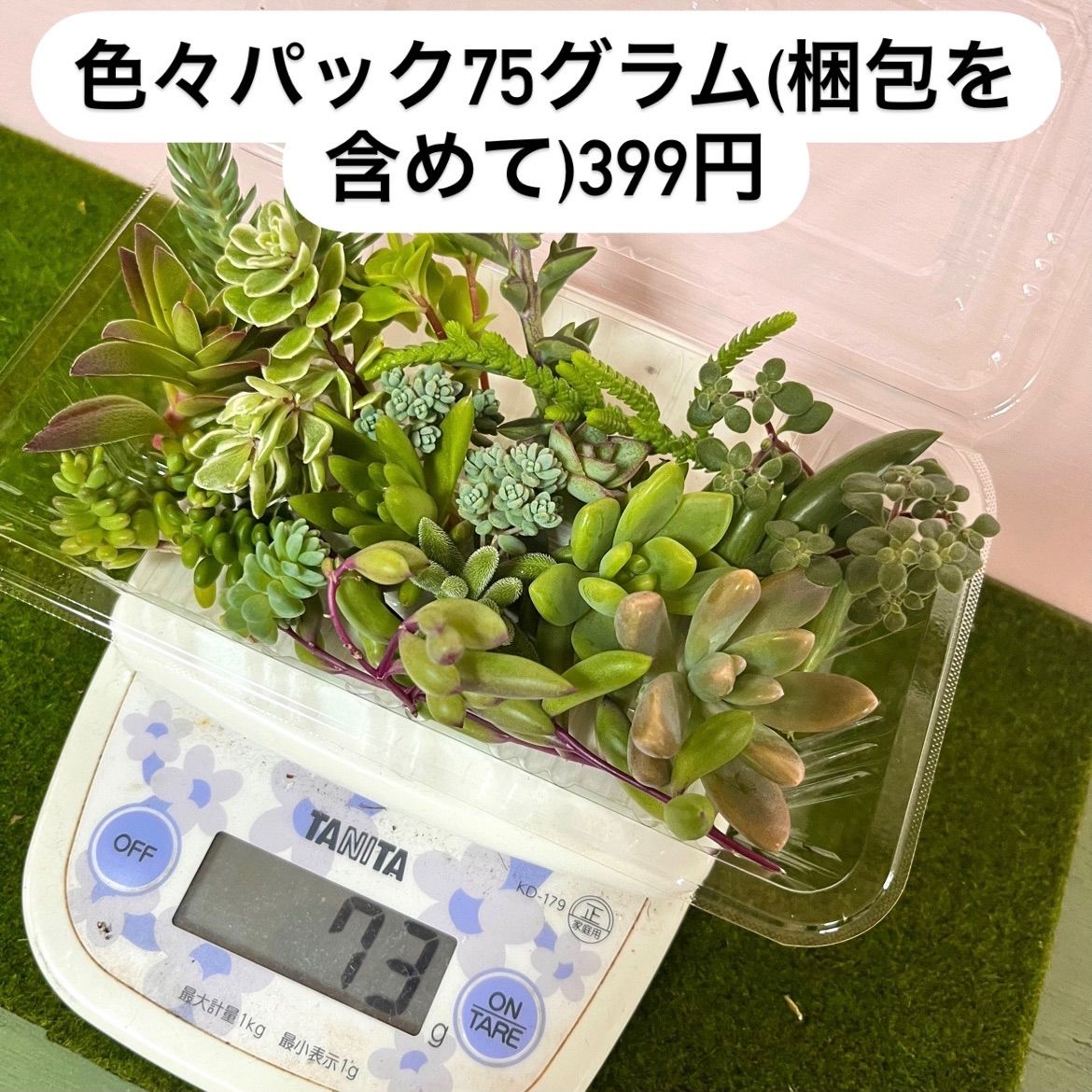 カット苗〜多肉植物寄せ植え(秀麗ルビーネックレス、アーモンド