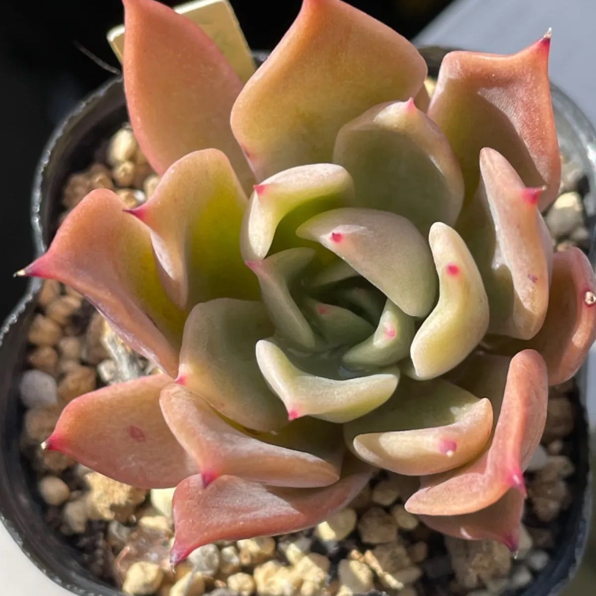 多肉植物♡泡姫❤︎抜き苗(根付き) - メルカリ