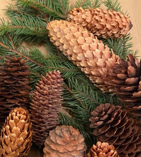 北海道産 モミの木 4種の実 フレッシュな枝と長い松ぼっくりの実