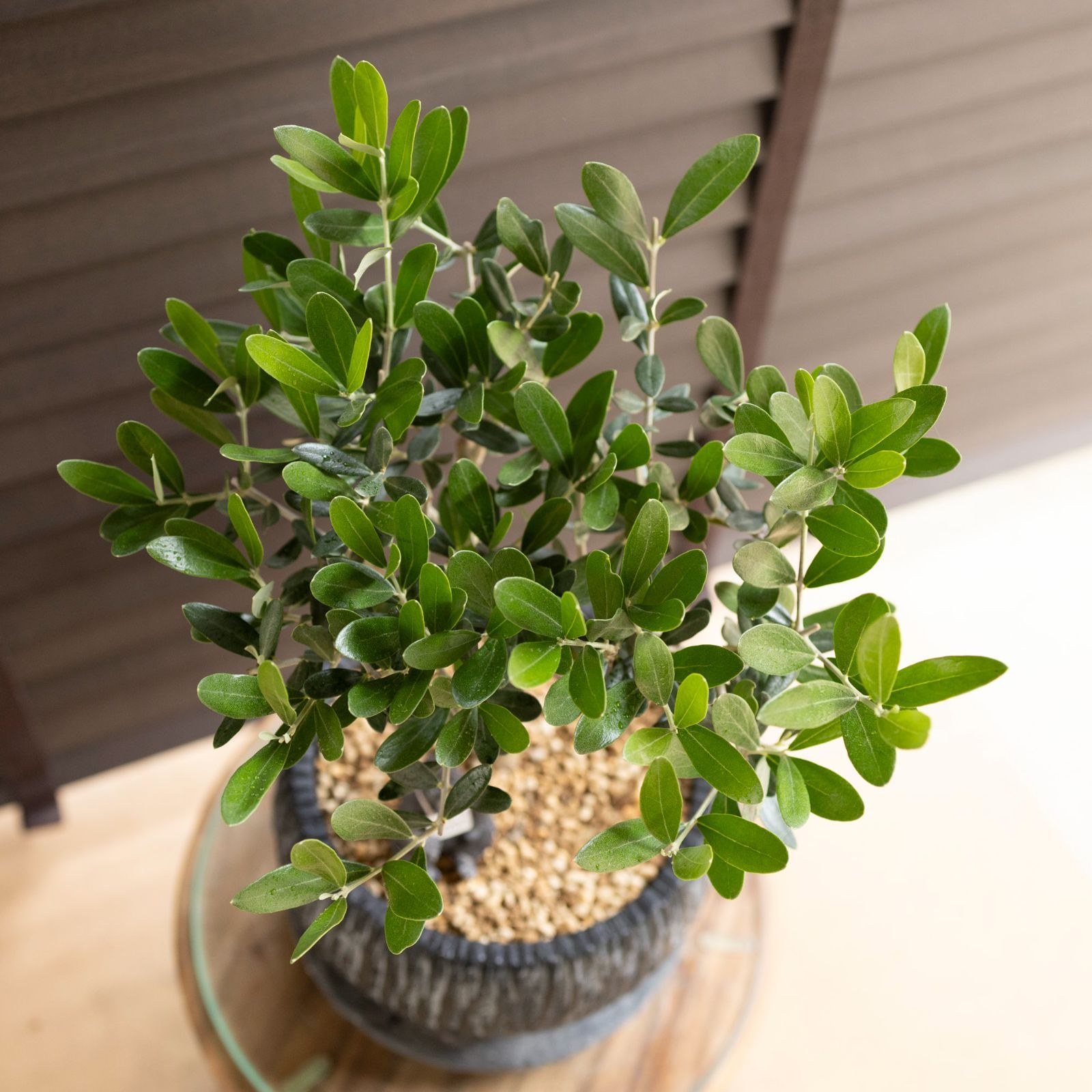 創樹 オリーブ 7号 ミッション 盆栽 SOUJU Mission Olive オリーブの木