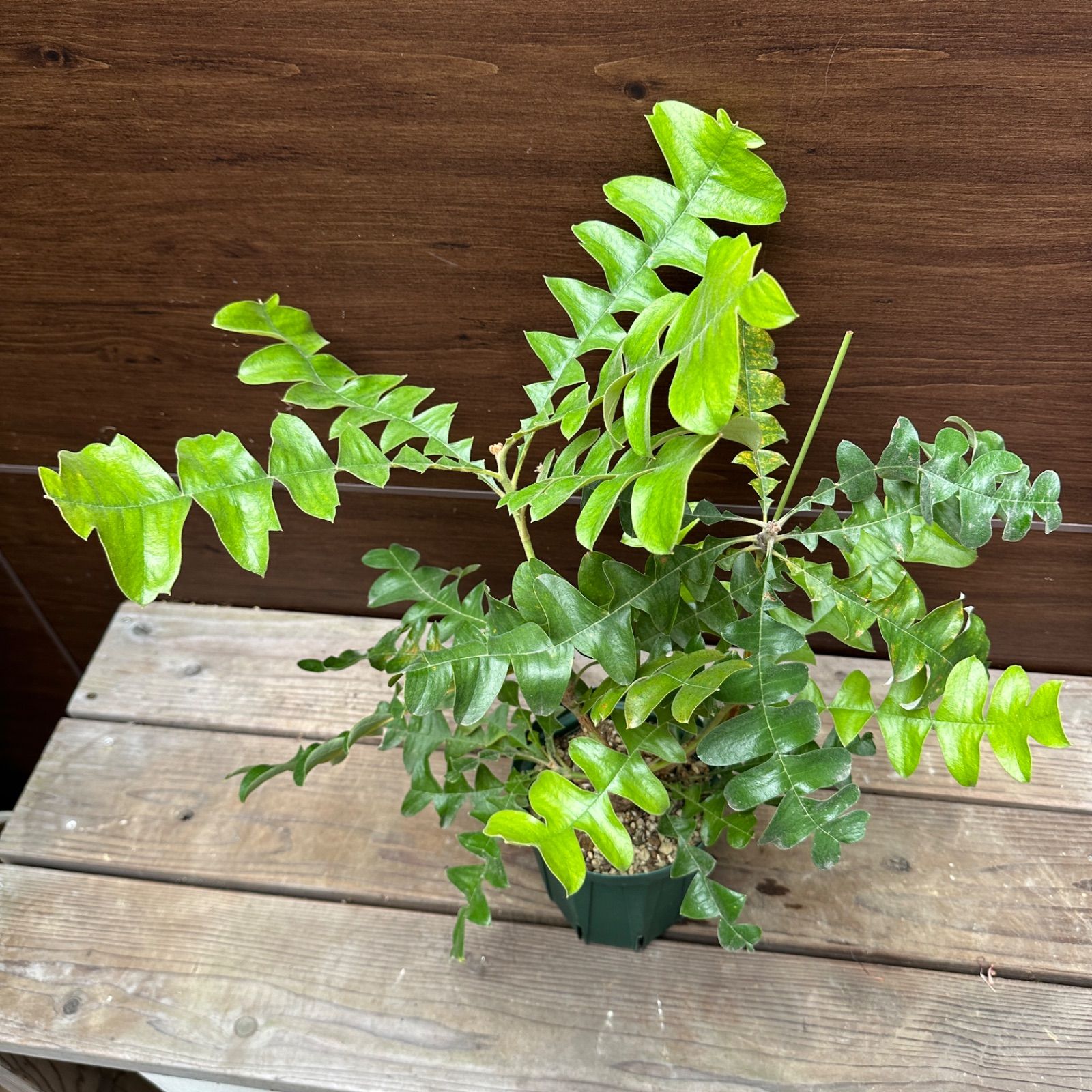 ④ バンクシア グランディス 5号 オージープランツ - メルカリ