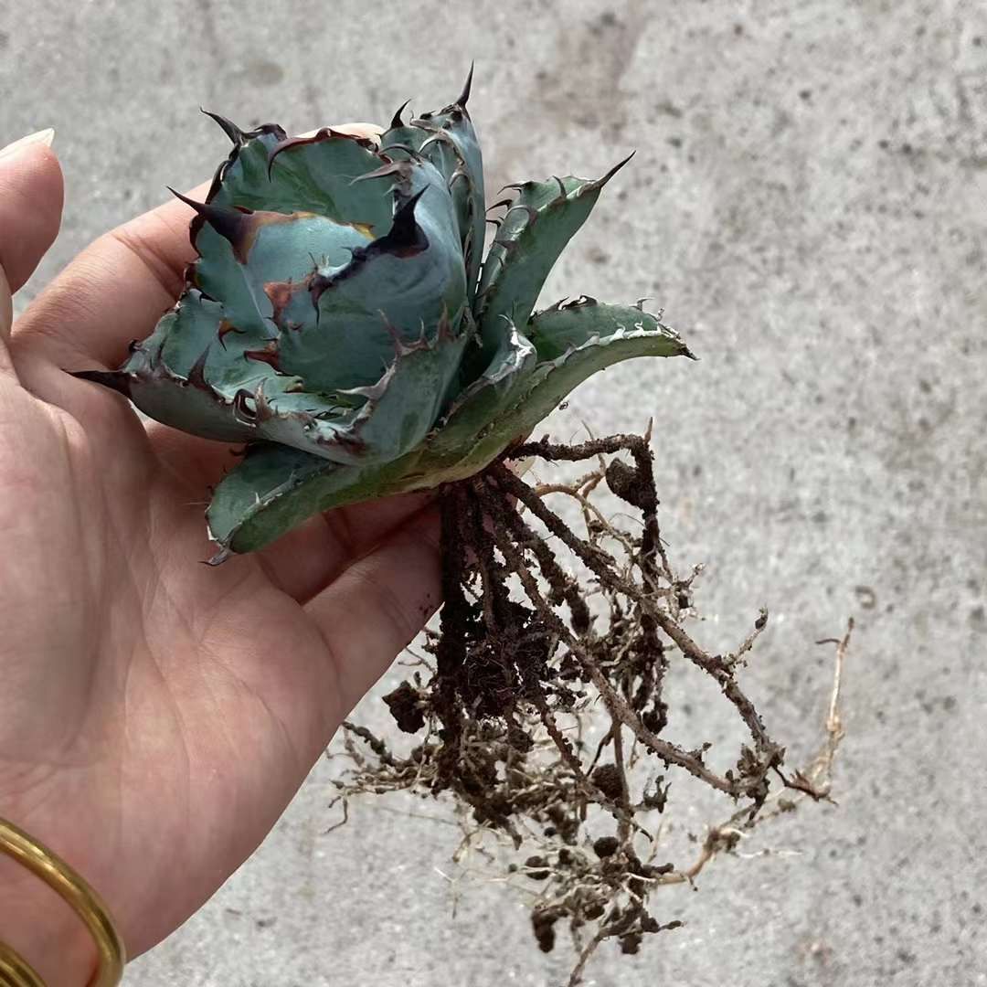 1特選中株 アガベ チタノタ ブラックアンドブルー 極上品 裏棘 多肉