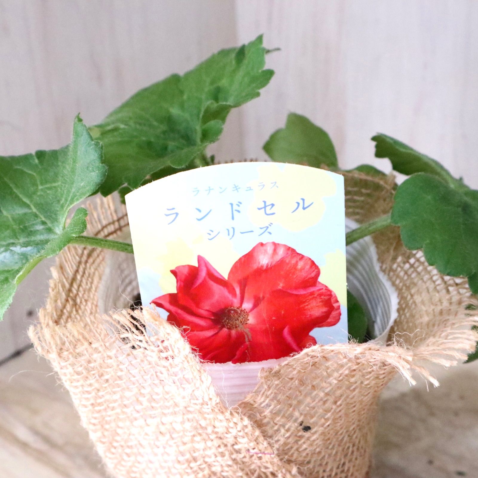 おまかせ♡ランドセルシリーズ♡ラナンキュラス♡ - メルカリ