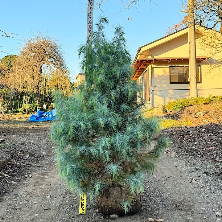 希少】ピニョン松 マルチネスピニョンマツ ピニョンマツ - メルカリ