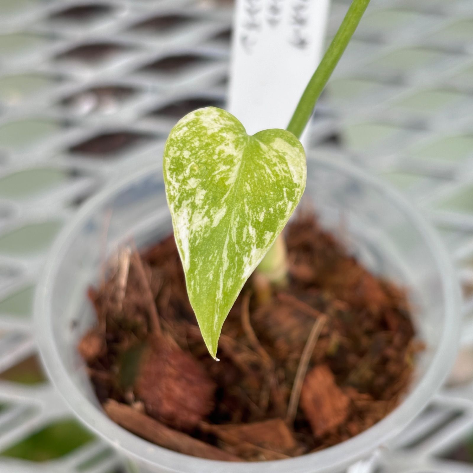 天津蘭】モンステラ デリシオーサ ホワイトモンスター - メルカリ